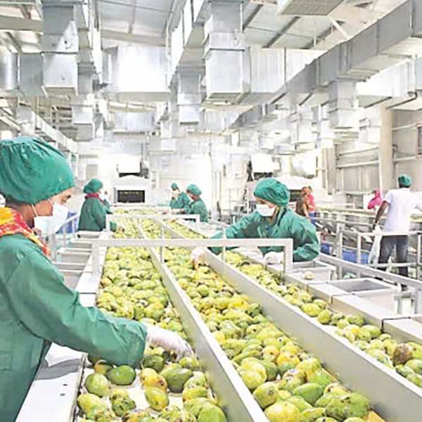 mango dried processing