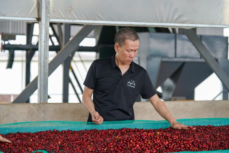Sourcing Vietnamese Coffee: A B2B Guide to Quality Standards, Bean Sizing, and Procurement Specifications - Vietnamese Agricultural Export Quality